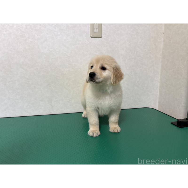 販売中の北海道のゴールデンレトリーバー-428299の9枚目