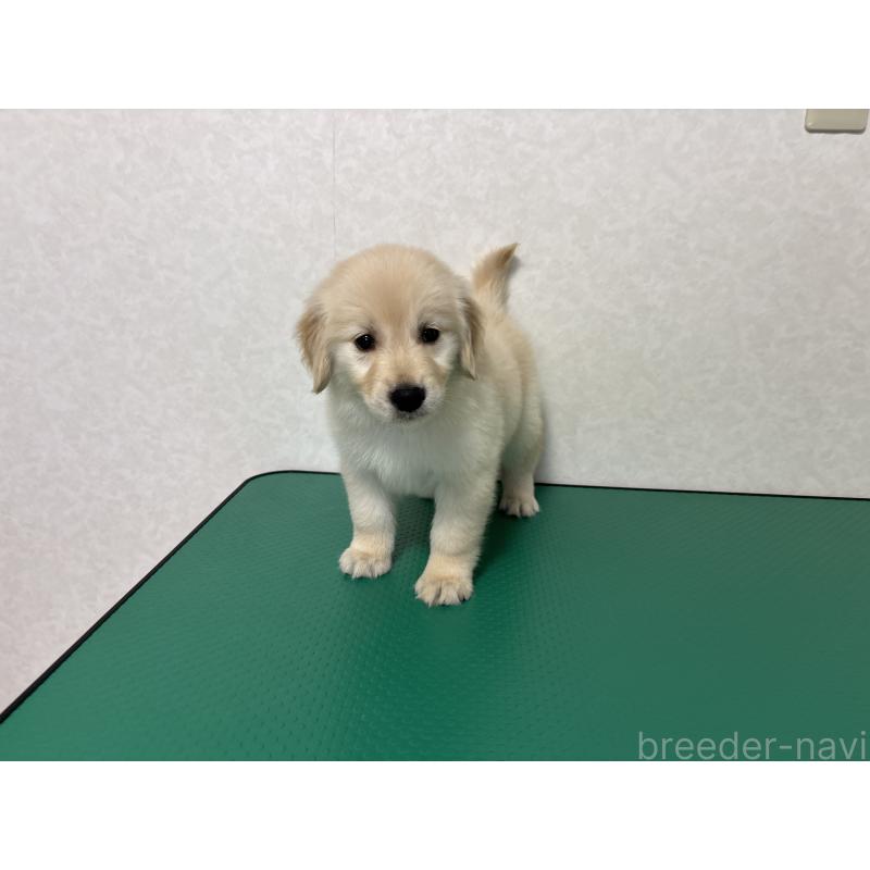 販売中の北海道のゴールデンレトリーバー-428299の6枚目