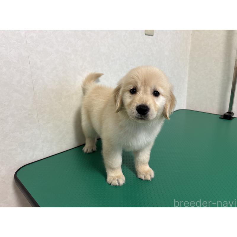 販売中の北海道のゴールデンレトリーバー-428299の5枚目