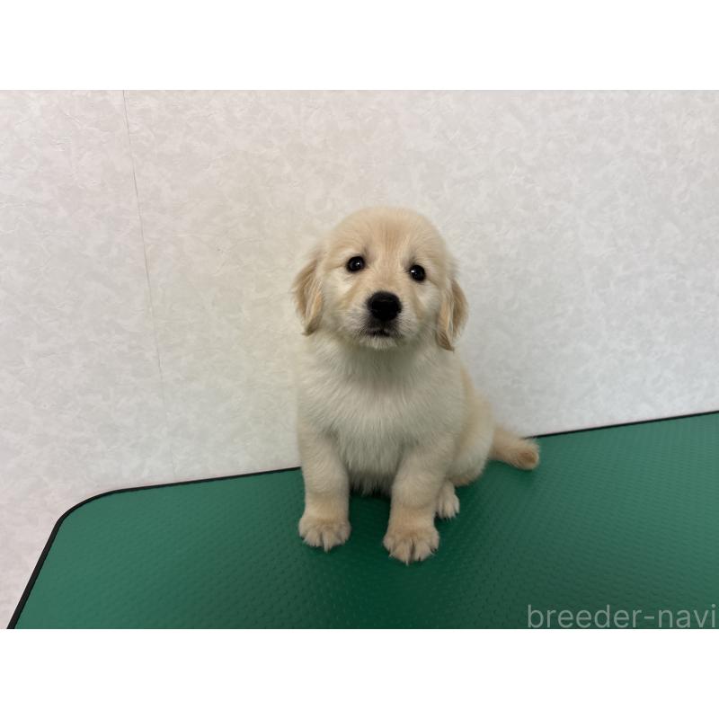 販売中の北海道のゴールデンレトリーバー-428299の2枚目