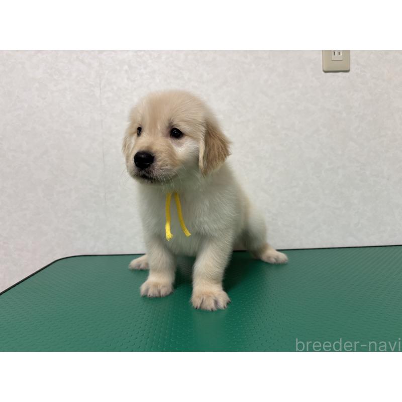 販売中の北海道のゴールデンレトリーバー-428301の12枚目