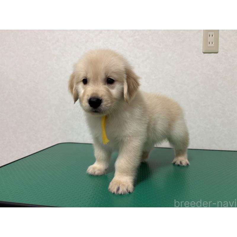 販売中の北海道のゴールデンレトリーバー-428301の10枚目