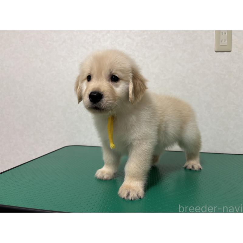 販売中の北海道のゴールデンレトリーバー-428301の7枚目