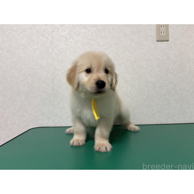 販売中の北海道のゴールデンレトリーバー-428301の5枚目