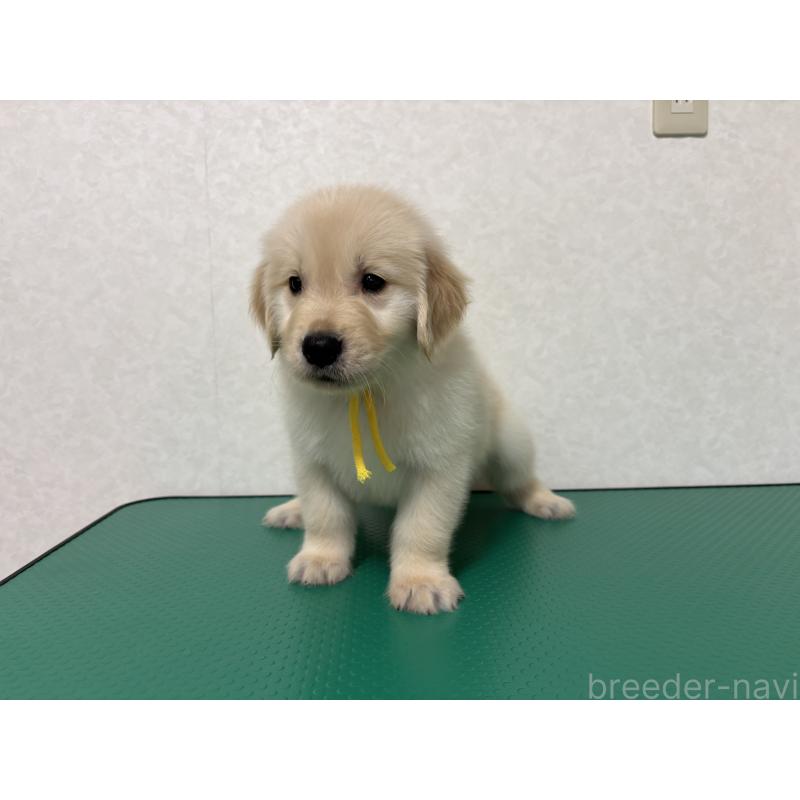 販売中の北海道のゴールデンレトリーバー-428301の4枚目