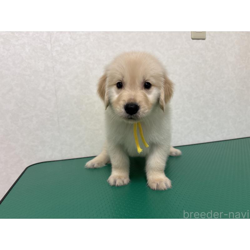 販売中の北海道のゴールデンレトリーバー-428301の3枚目