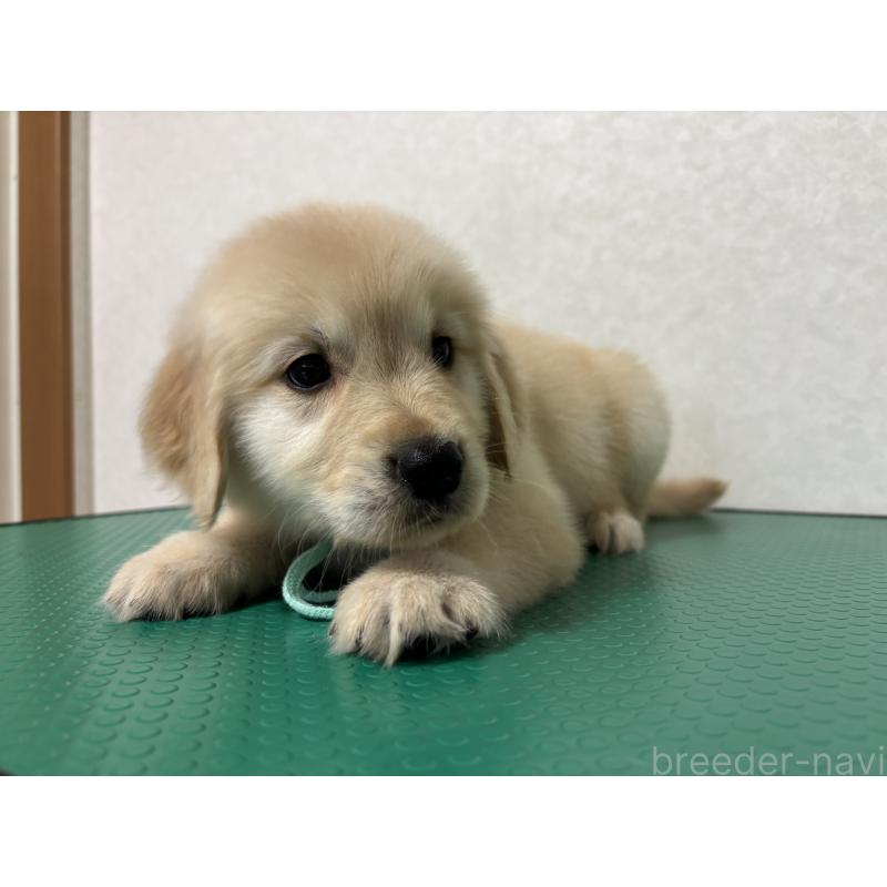 販売中の北海道のゴールデンレトリーバー-428302の9枚目