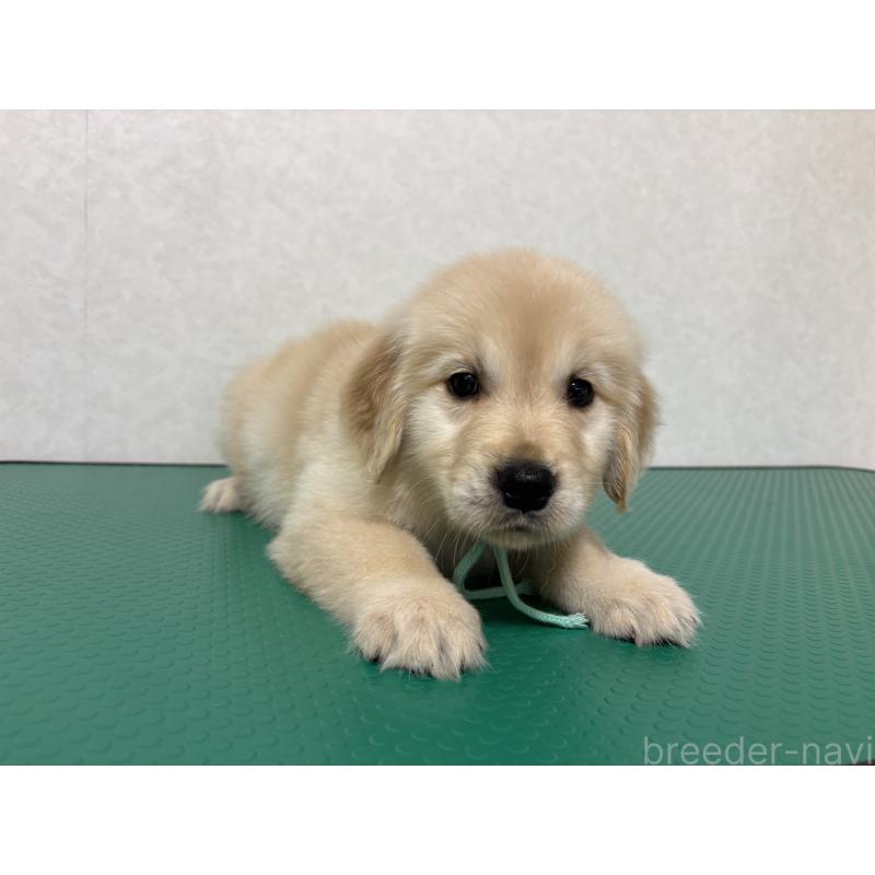 販売中の北海道のゴールデンレトリーバー-428302の7枚目