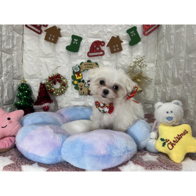 販売中の茨城県のマルチーズ-428303の7枚目