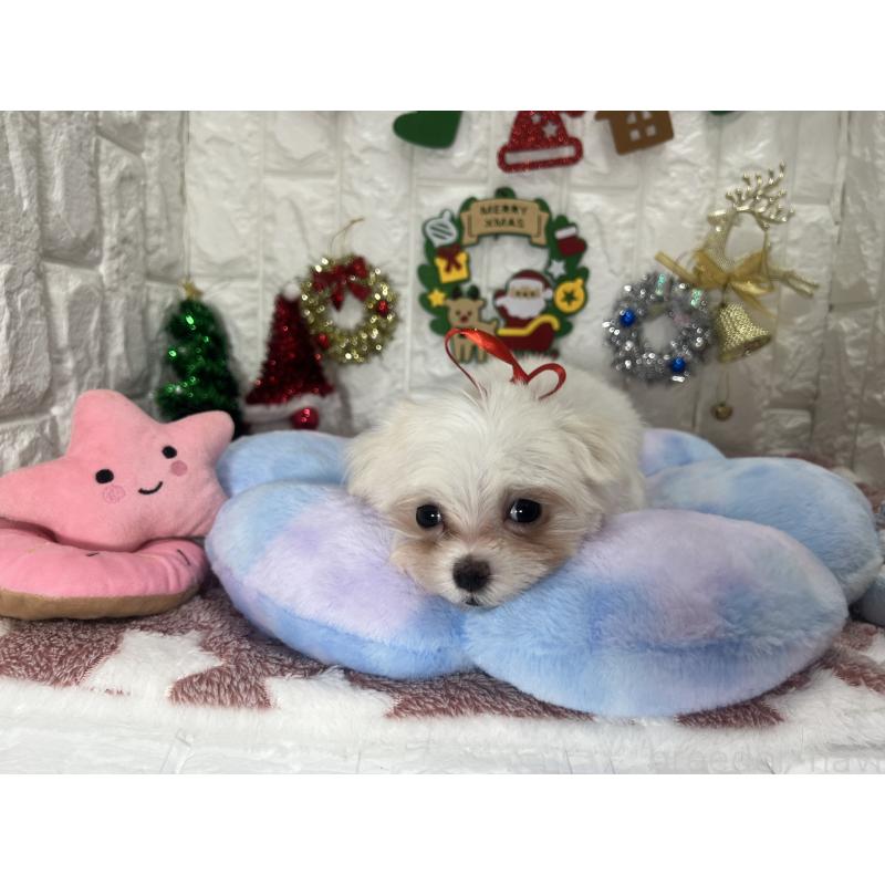 販売中の茨城県のマルチーズ-428303の6枚目