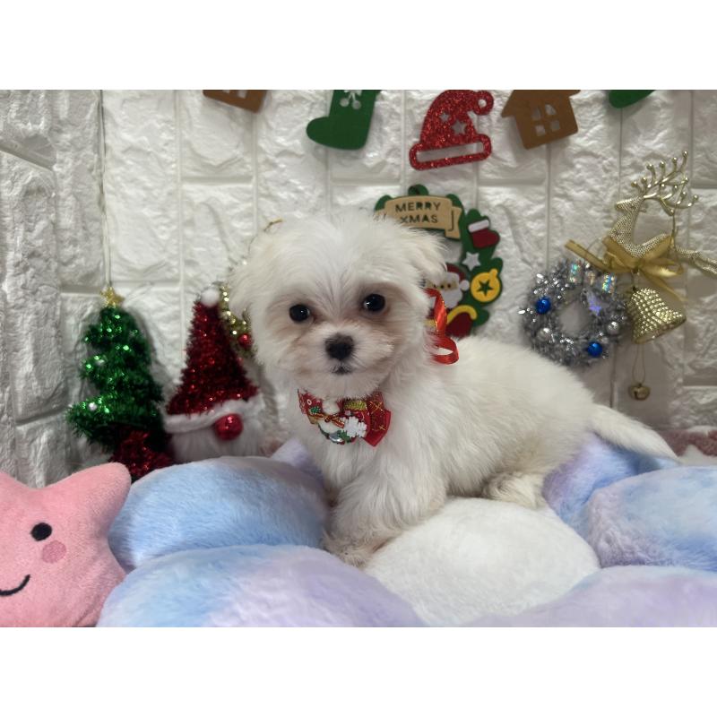 販売中の茨城県のマルチーズ-428303の4枚目