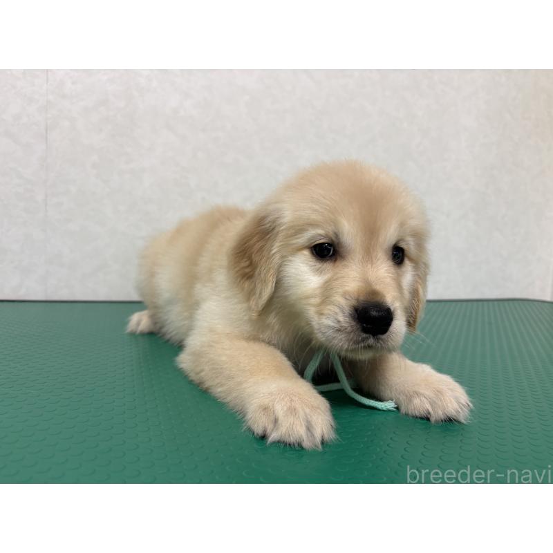 販売中の北海道のゴールデンレトリーバー-428302の4枚目