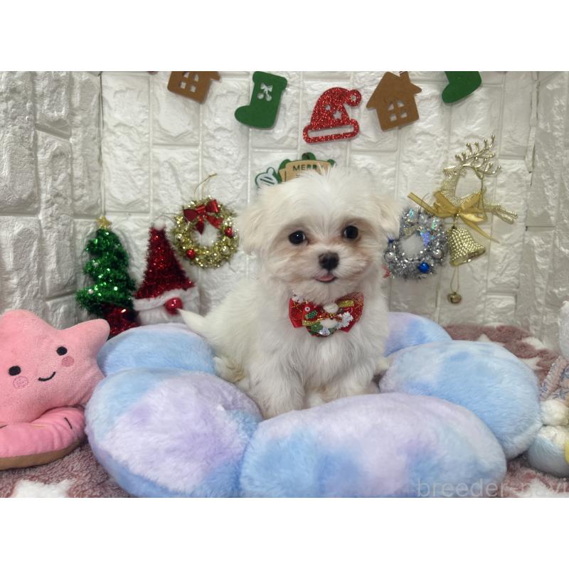 販売中の茨城県のマルチーズ-428303の2枚目