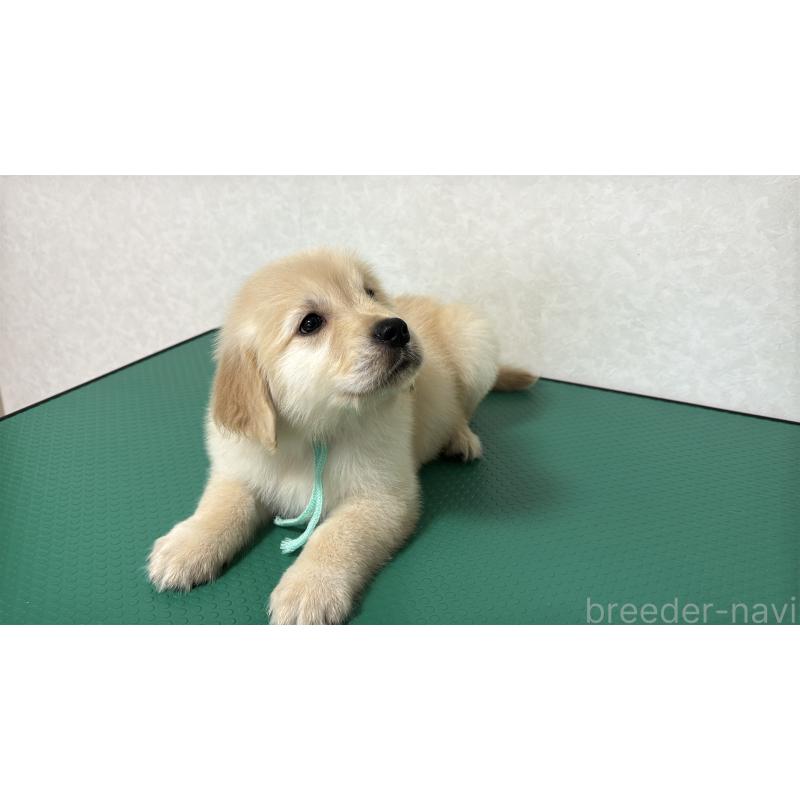 販売中の北海道のゴールデンレトリーバー-428302の2枚目