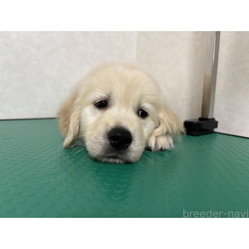 販売中の北海道のゴールデンレトリーバー-428304の10枚目