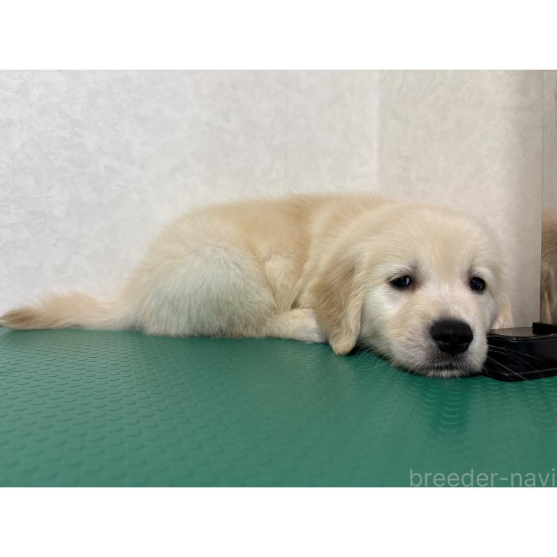 販売中の北海道のゴールデンレトリーバー-428304の8枚目
