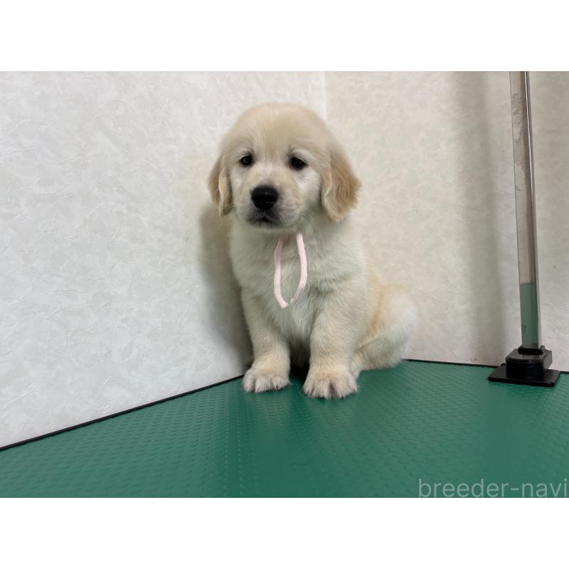 販売中の北海道のゴールデンレトリーバー-428304の7枚目