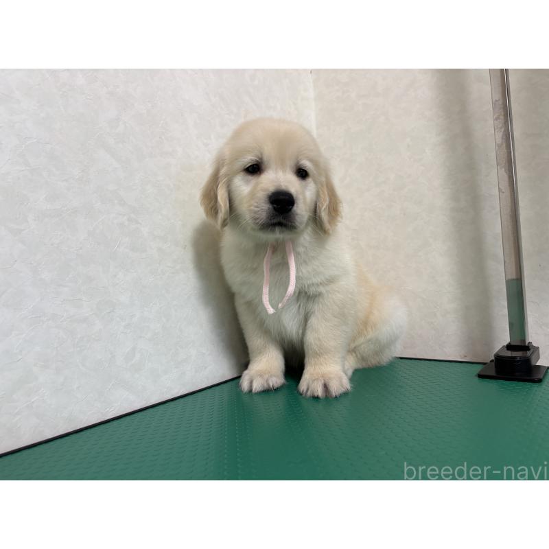 販売中の北海道のゴールデンレトリーバー-428304の6枚目