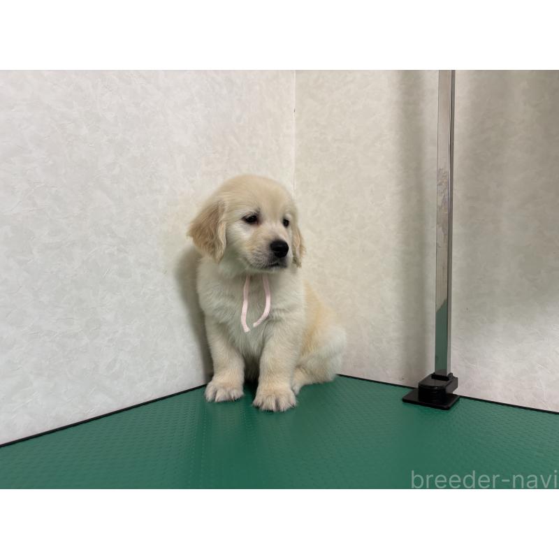 販売中の北海道のゴールデンレトリーバー-428304の5枚目