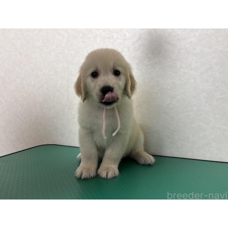 販売中の北海道のゴールデンレトリーバー-428304の4枚目