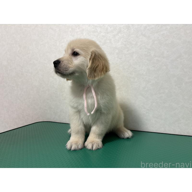 販売中の北海道のゴールデンレトリーバー-428304の3枚目