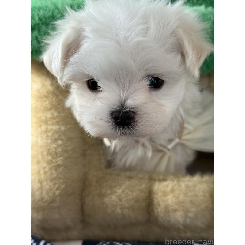 販売中の宮崎県のマルチーズ-428092の8枚目