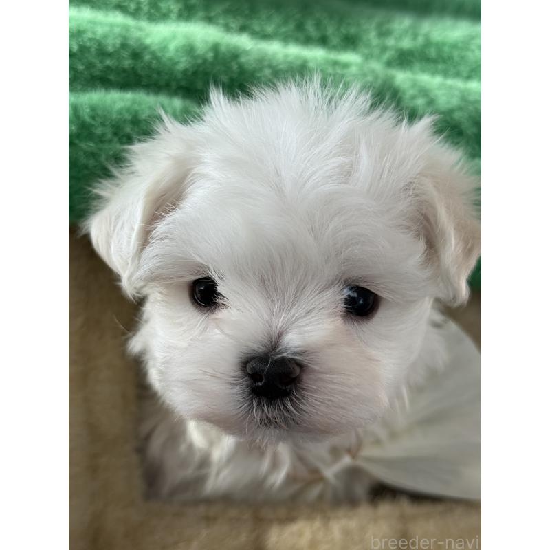 販売中の宮崎県のマルチーズ-428092の7枚目