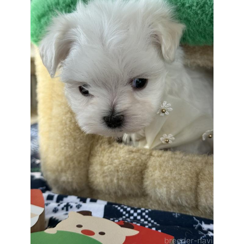 販売中の宮崎県のマルチーズ-428092の5枚目