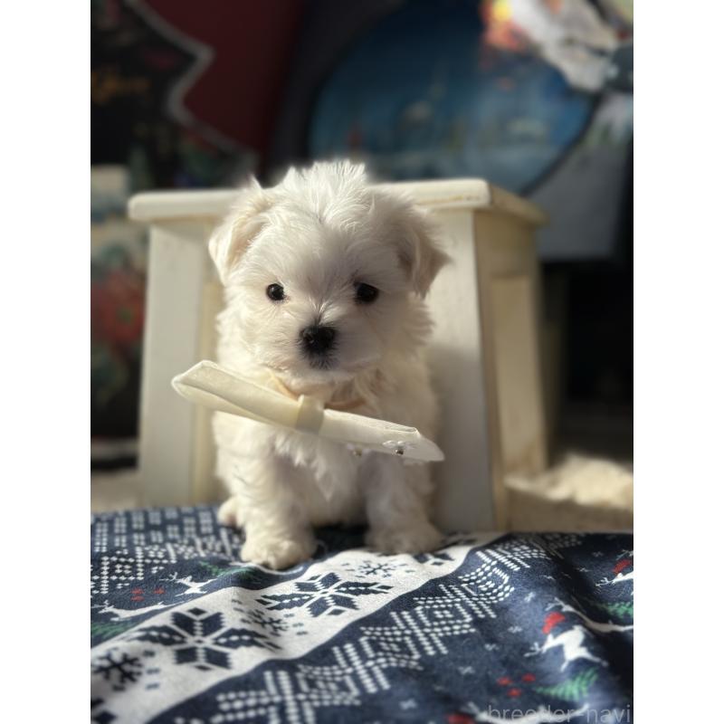 販売中の宮崎県のマルチーズ-428092の4枚目