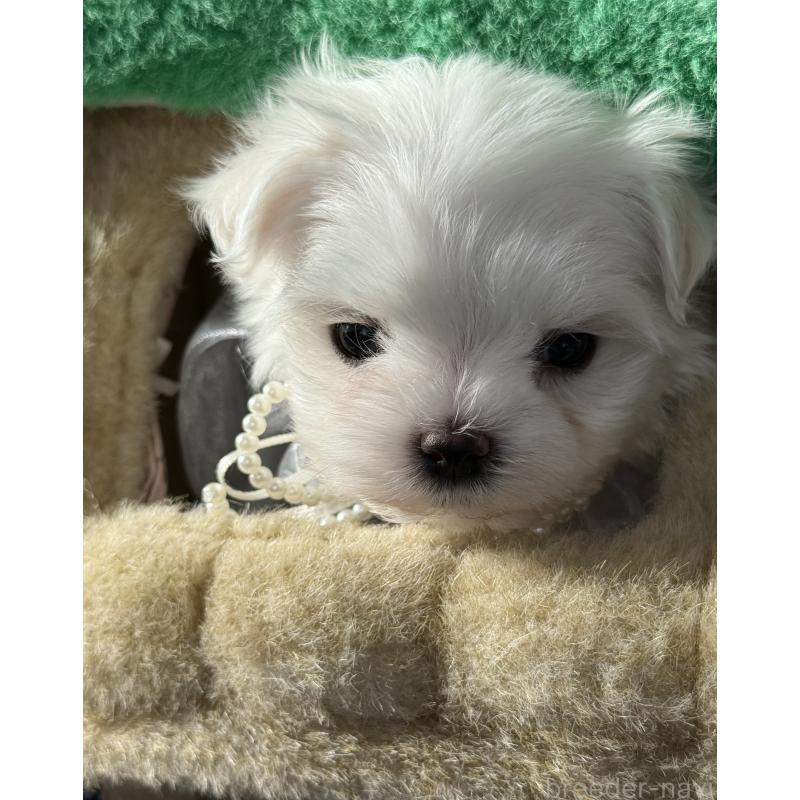 販売中の宮崎県のマルチーズ-428092の3枚目