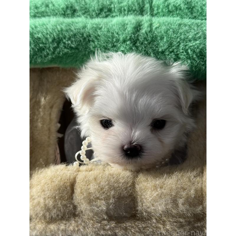 販売中の宮崎県のマルチーズ-428092の2枚目