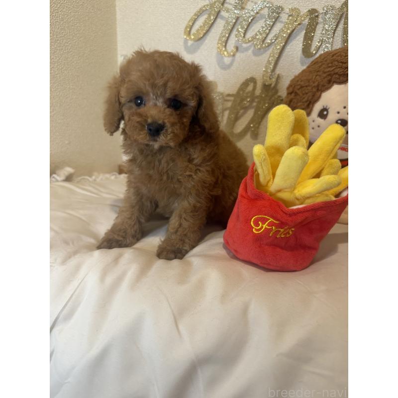 販売中の東京都のタイニープードル-428090の3枚目