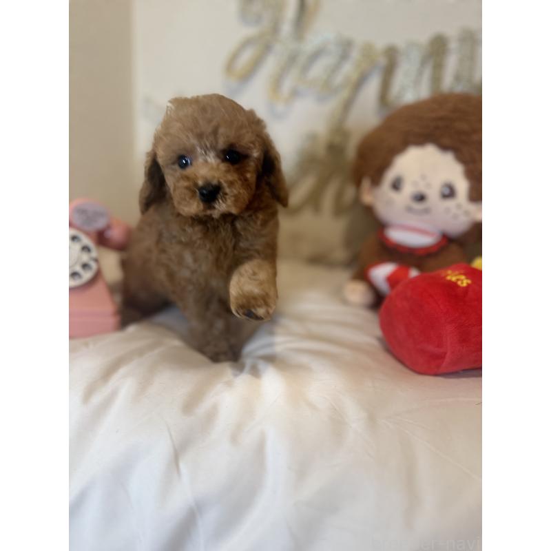 販売中の東京都のタイニープードル-428090の2枚目