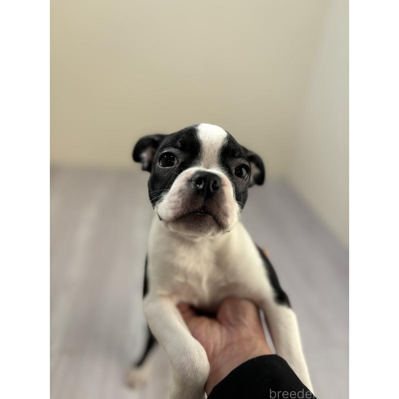 販売中の愛知県のボストンテリア-417484の5枚目