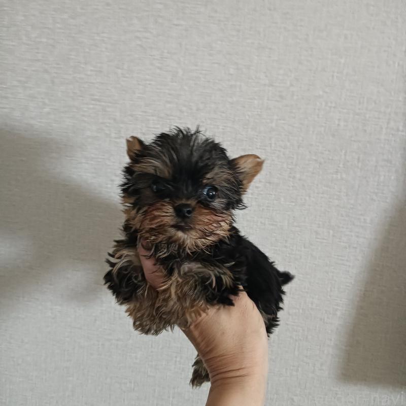 成約済の山口県のヨークシャーテリア-417968の1枚目