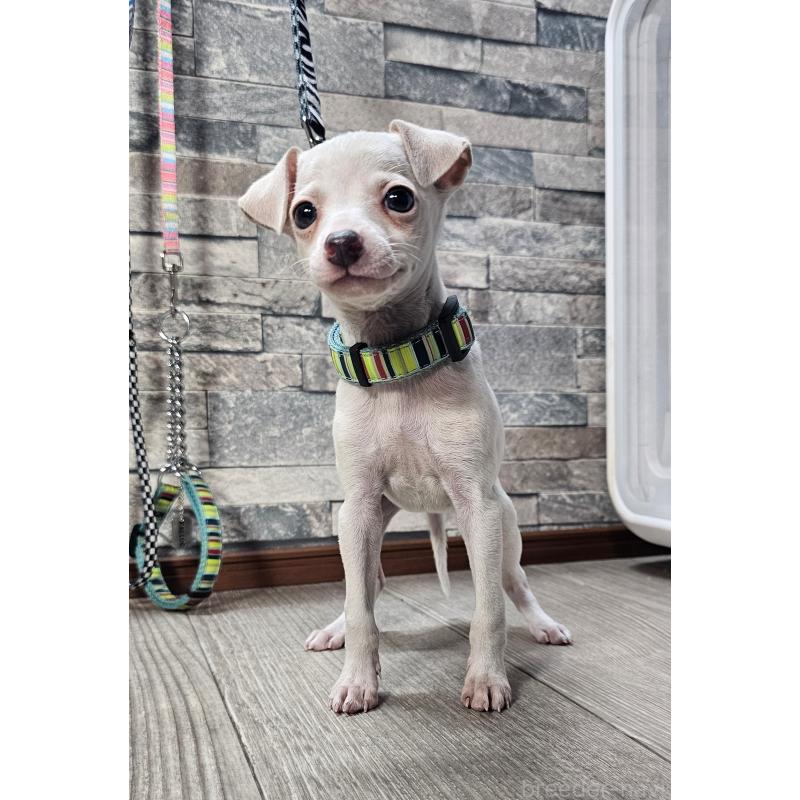 販売中の北海道のイタリアングレーハウンド(イタグレ)-428093の4枚目