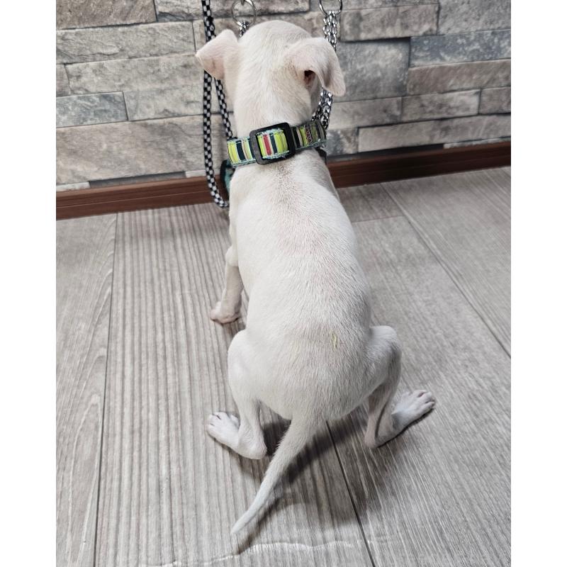 販売中の北海道のイタリアングレーハウンド(イタグレ)-428093の2枚目