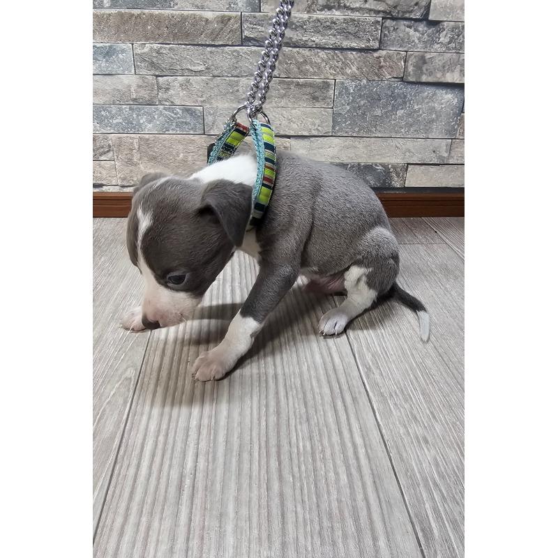 販売中の北海道のイタリアングレーハウンド(イタグレ)-428094の3枚目