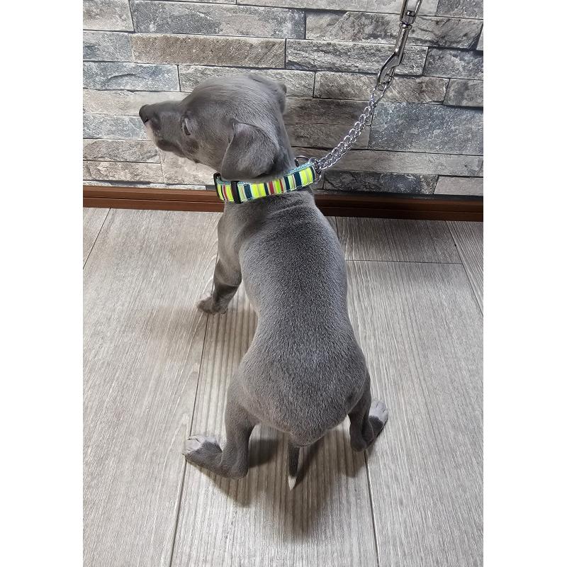 販売中の北海道のイタリアングレーハウンド(イタグレ)-428094の2枚目