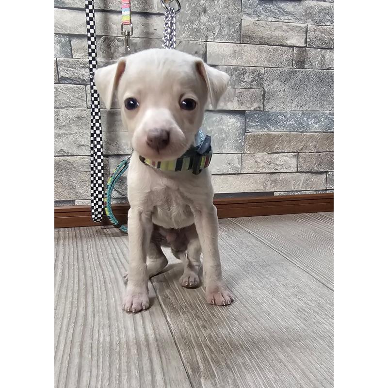 販売中の北海道のイタリアングレーハウンド(イタグレ)-428095の4枚目