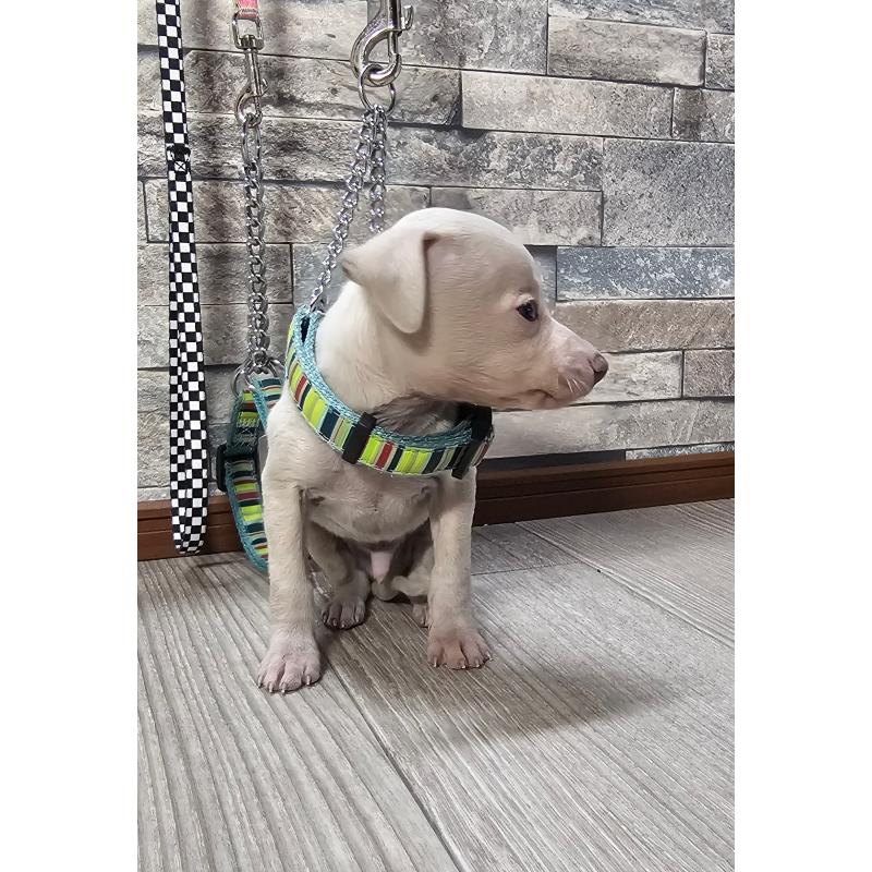 販売中の北海道のイタリアングレーハウンド(イタグレ)-428095の3枚目