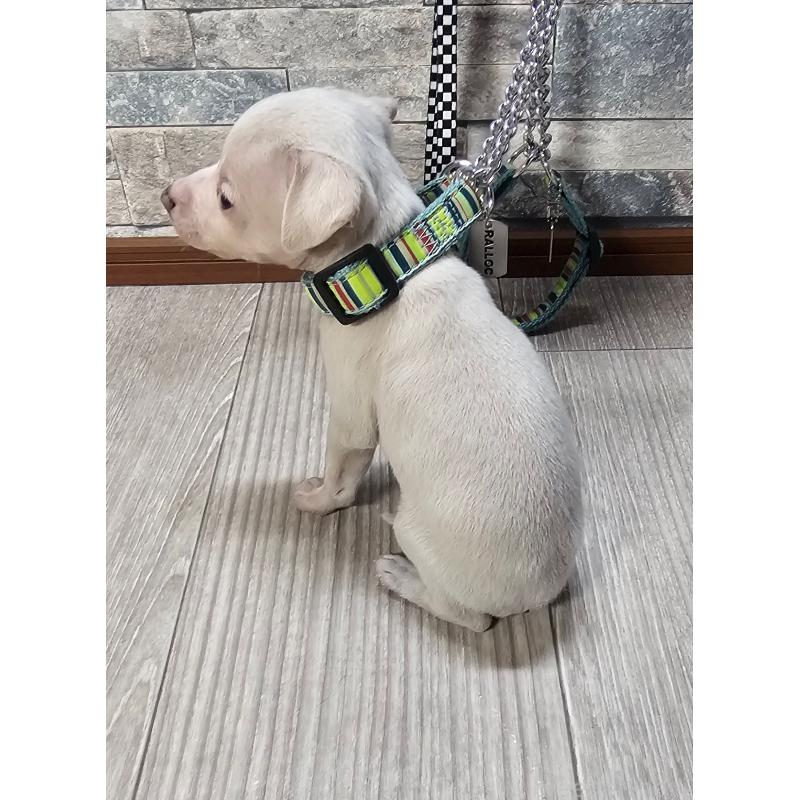 販売中の北海道のイタリアングレーハウンド(イタグレ)-428095の2枚目