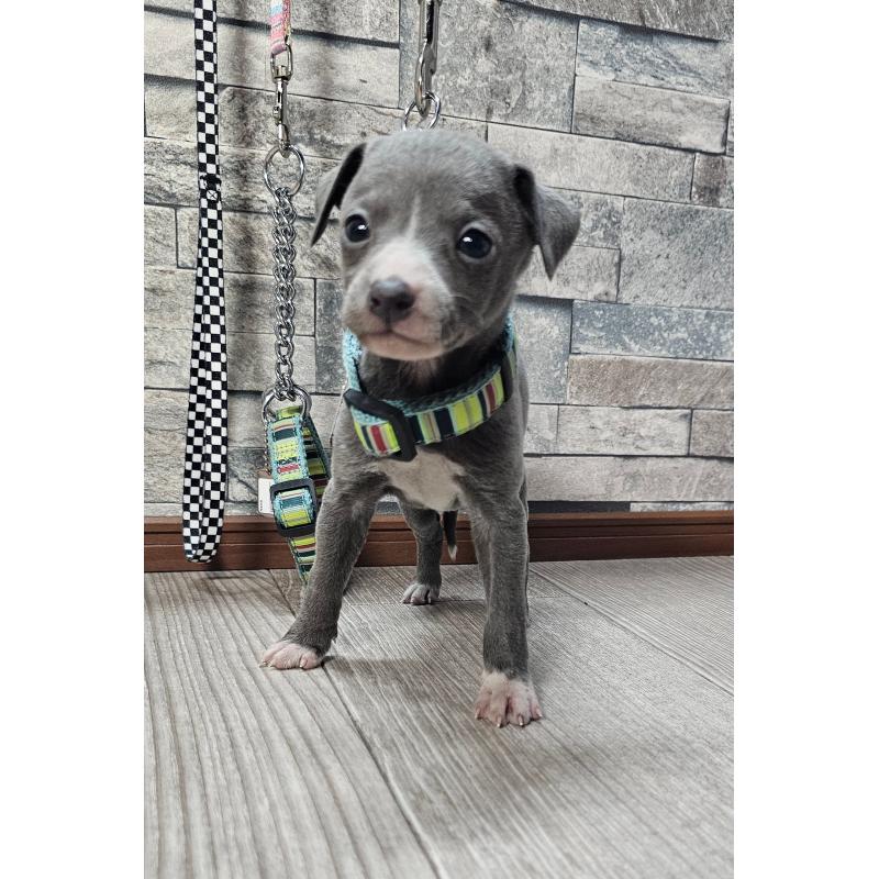 販売中の北海道のイタリアングレーハウンド(イタグレ)-428096の5枚目