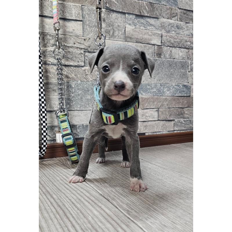 販売中の北海道のイタリアングレーハウンド(イタグレ)-428096の4枚目