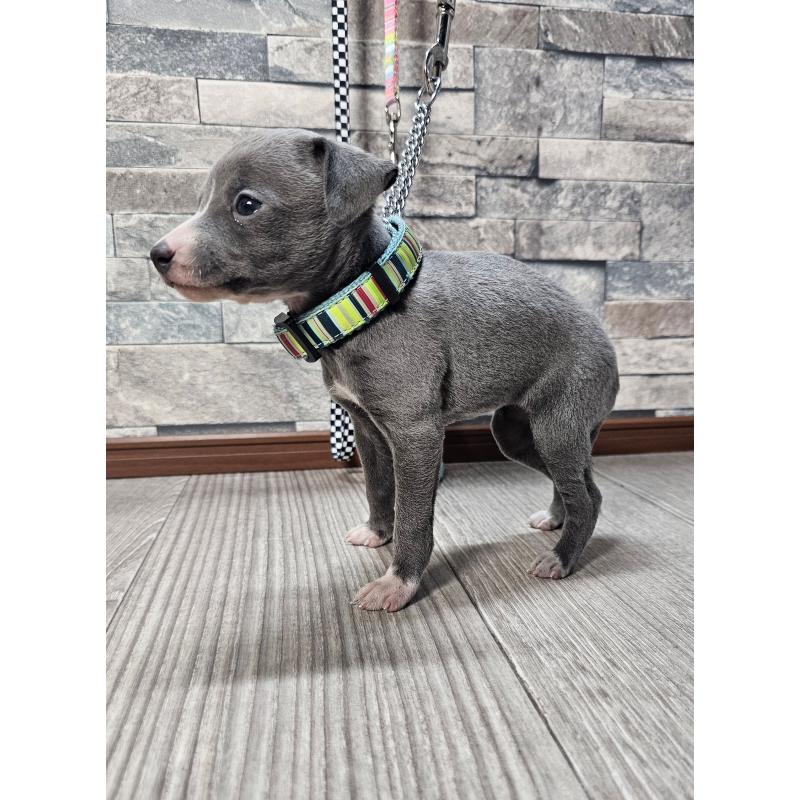 販売中の北海道のイタリアングレーハウンド(イタグレ)-428096の3枚目