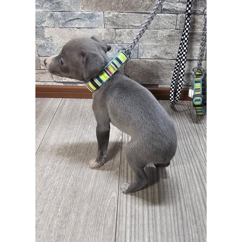 販売中の北海道のイタリアングレーハウンド(イタグレ)-428096の2枚目