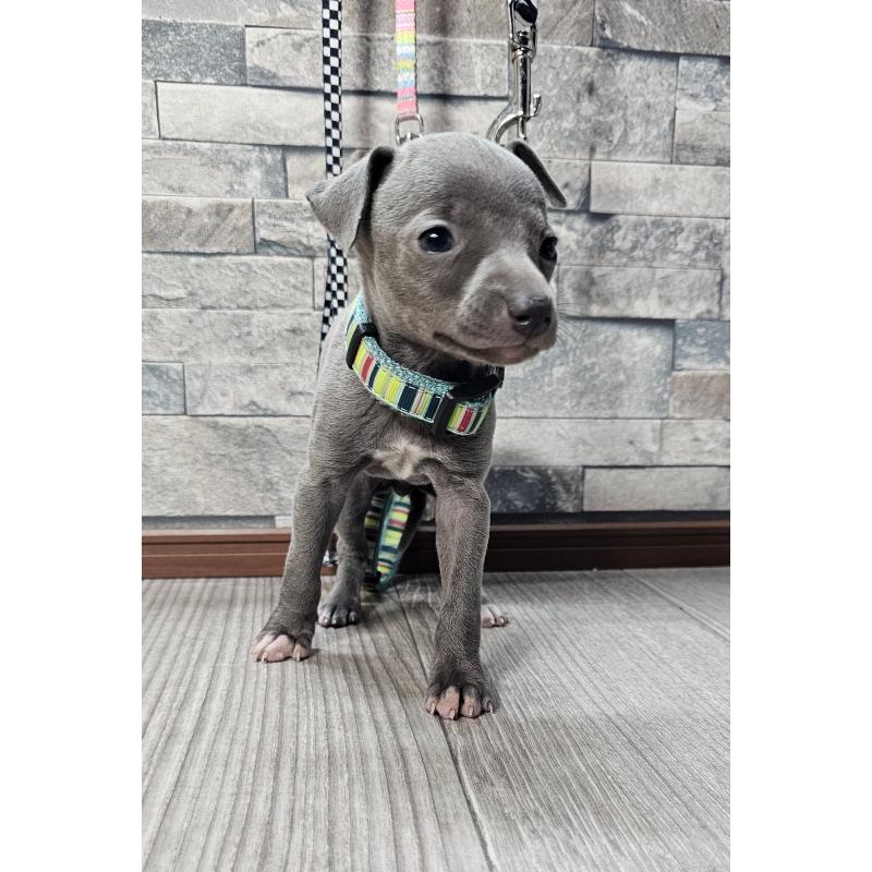 販売中の北海道のイタリアングレーハウンド(イタグレ)-428097の4枚目