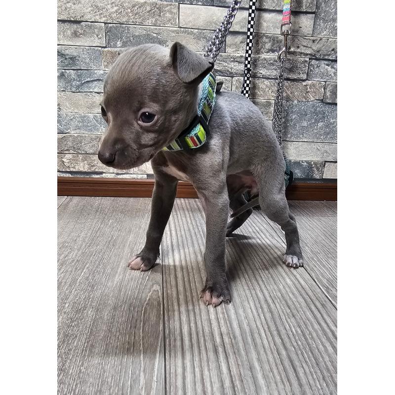 販売中の北海道のイタリアングレーハウンド(イタグレ)-428097の3枚目