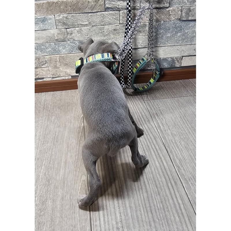 販売中の北海道のイタリアングレーハウンド(イタグレ)-428097の2枚目