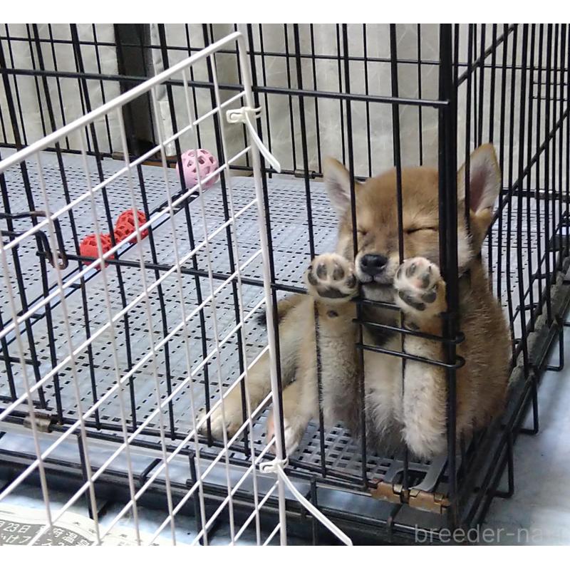 販売中の大分県の柴犬-423293の2枚目